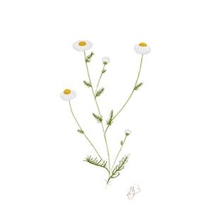 Meet your Posher, Lily